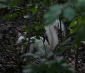 2016 06 11 WildLife MPLS 092